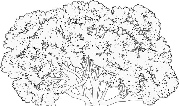 black isolated lush tree outline with thick trunk