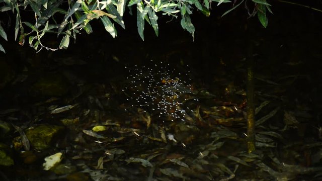Insects moving in the river, Gyrinus Natator and Gerris Lacustris or common pond skater or common water strider