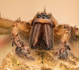 Focus Stacking - Giant House Spider, House Spider, Eratigena atrica