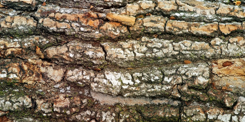 Close up of textured bark on a Tree
