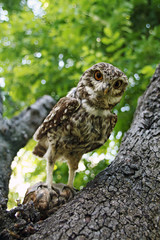 Owl in tree