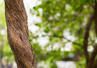 thin tree trunk. Plant on a blurred background forest, eco pattern with space for text