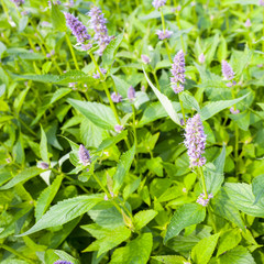 Agastache Blue Fortune plants.