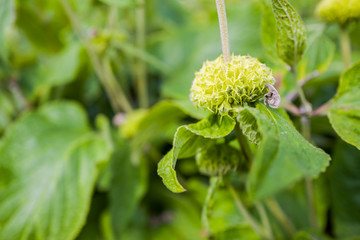 Phlomis Russelliana plant.