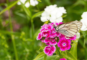 white butterfly purple flower close-up. floral background insect sitting on a terry phlox drinking nectar