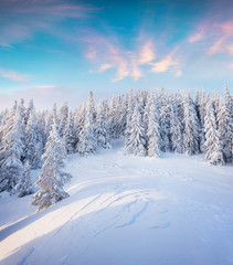 Beautiful winter sunrise in Carpathian mountains.