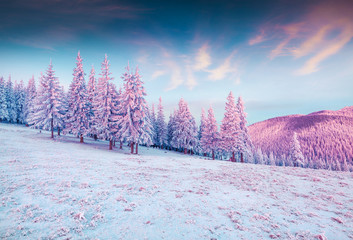 Splendid winter sunrise in Carpathian mountains with snow covered grass and firtrees.