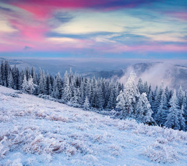 Unbelievable winter sunrise in Carpathian mountains with snow covered fir trees and grass.