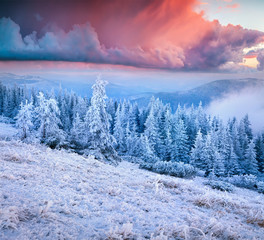 Fototapeta na wymiar Unbelievable winter sunrise in Carpathian mountains with snow covered fir trees and grass.