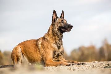 Ein nasser Malinois am Strand