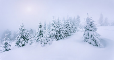 Foggy winter landscape in the forest.