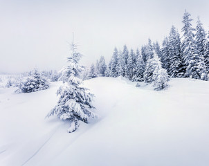Foggy morning in a winter forest