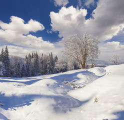 Picturesque winter morning in Carpathian mountains with snow covered trees