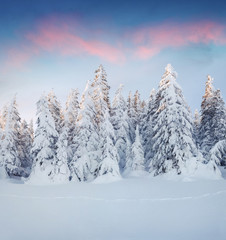 Marvelous winter sunrise in Carpathian mountains with snow cowered fit trees.
