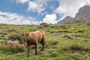 sheep in austrian alps
