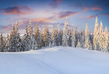 Fantastic winter sunrise in Carpathian mountains with snow covered fir trees.