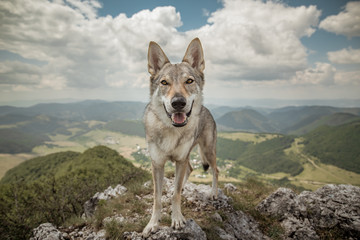 Wolf standing on a rocky hill looking directly into the camera