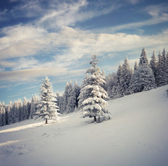 Marvelous winter landscape in Carpathian mountains with snow cowered fit trees.