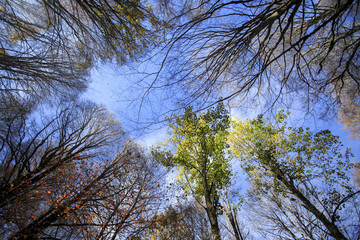 Photograph of a forest with autumn colors. Trees, leaves and greenery 