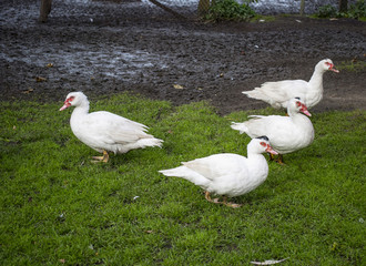 Gruppe von Barbarie-Enten sitzt auf Wiese im Herbst in Deutschland, Geflügelzucht