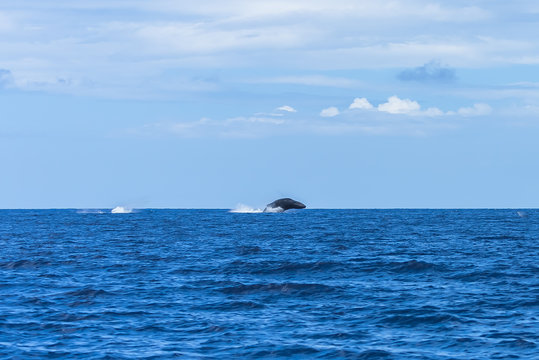 Humpback whale jumping in the Pacific Ocean
