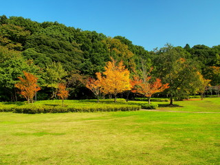 Fototapeta na wymiar 紅葉の公園風景
