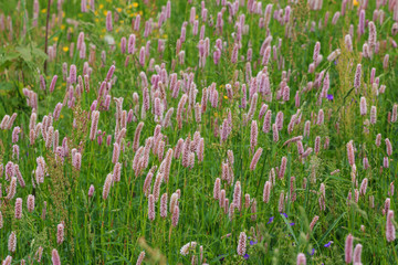 prato fiorito in val di Mello