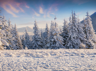 Fantastic winter sunrise in Carpathian mountains with snow covered fir trees.