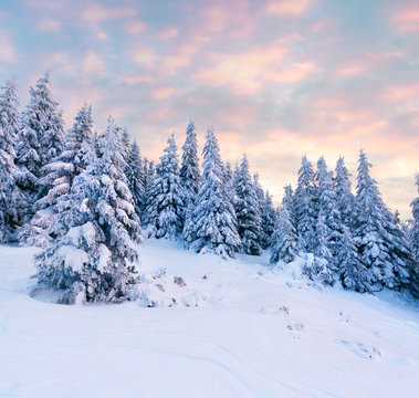 Magnificent winter sunrise in Carpathian mountains