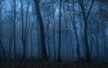Fototapeta na wymiar Dark forest at night