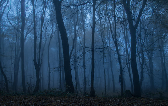 Dark forest at night