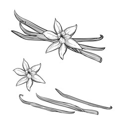 Vanilla pods and flower