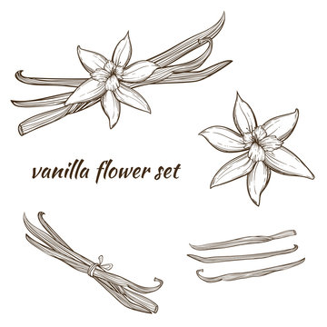 Vanilla pods and flower
