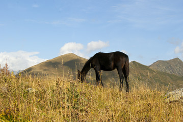 Fototapeta na wymiar the horse, with his head down, grazes on the mountain pasture