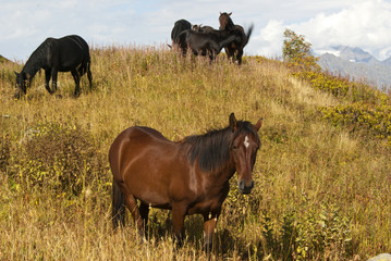 Fototapeta premium a small herd of horses grazes on an autumn meadow against a backdrop of mountain peaks