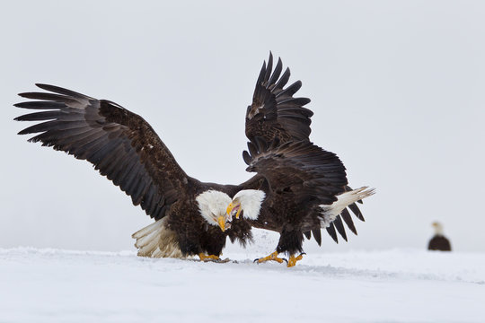 Bald eagles fighting over fish in the snow in Alaska