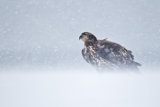 Juvenile bald eagle weathering a snow storm in Alaska