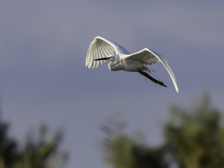 Little Egret in Flight