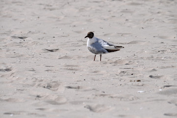 Futter suchende Möwe am Strand