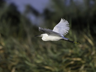  Little Egret in Flight against Reeds
