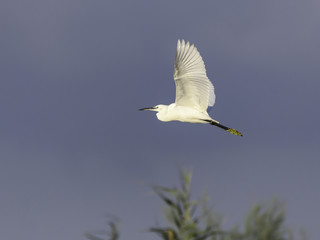 Little Egret in Flight