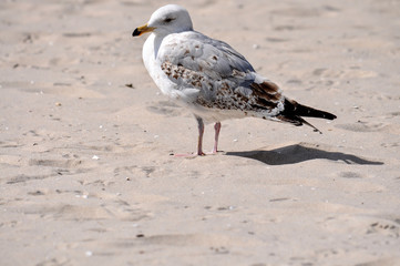 weiß braun beige Möwe am Strand