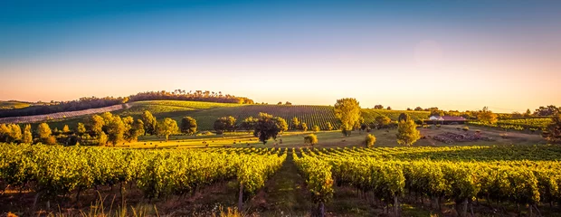 Foto op Plexiglas Zonsonderganglandschap bordeaux wijngaard Frankrijk © FreeProd
