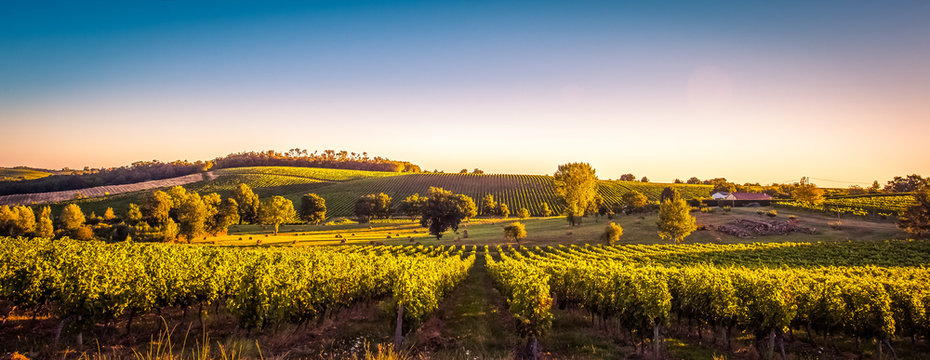 Fototapeta Sunset landscape bordeaux wineyard france