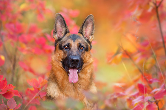 Beautiful portrait of german shepherd dog in red and orange autumn leaves
