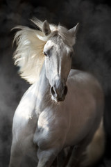 White andalusian horse with long mane on black background in motion