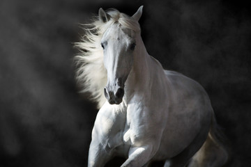 Fototapeta na wymiar White andalusian horse with long mane on black background in motion