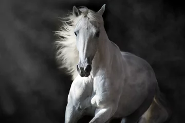 Poster White andalusian horse with long mane on black background in motion © callipso88