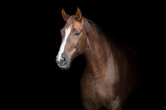 Fototapeta Czerwony koński portret na czarnym tle