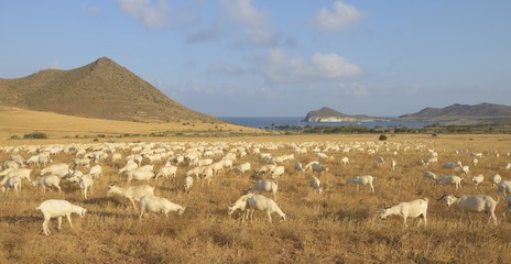 Fototapeta na wymiar Andalusian herd of Blanca Celtibèrica goat or Blanca Andaluza goat in the cabo de gata-níjar natural park, Almeria, Andalusia, Spain